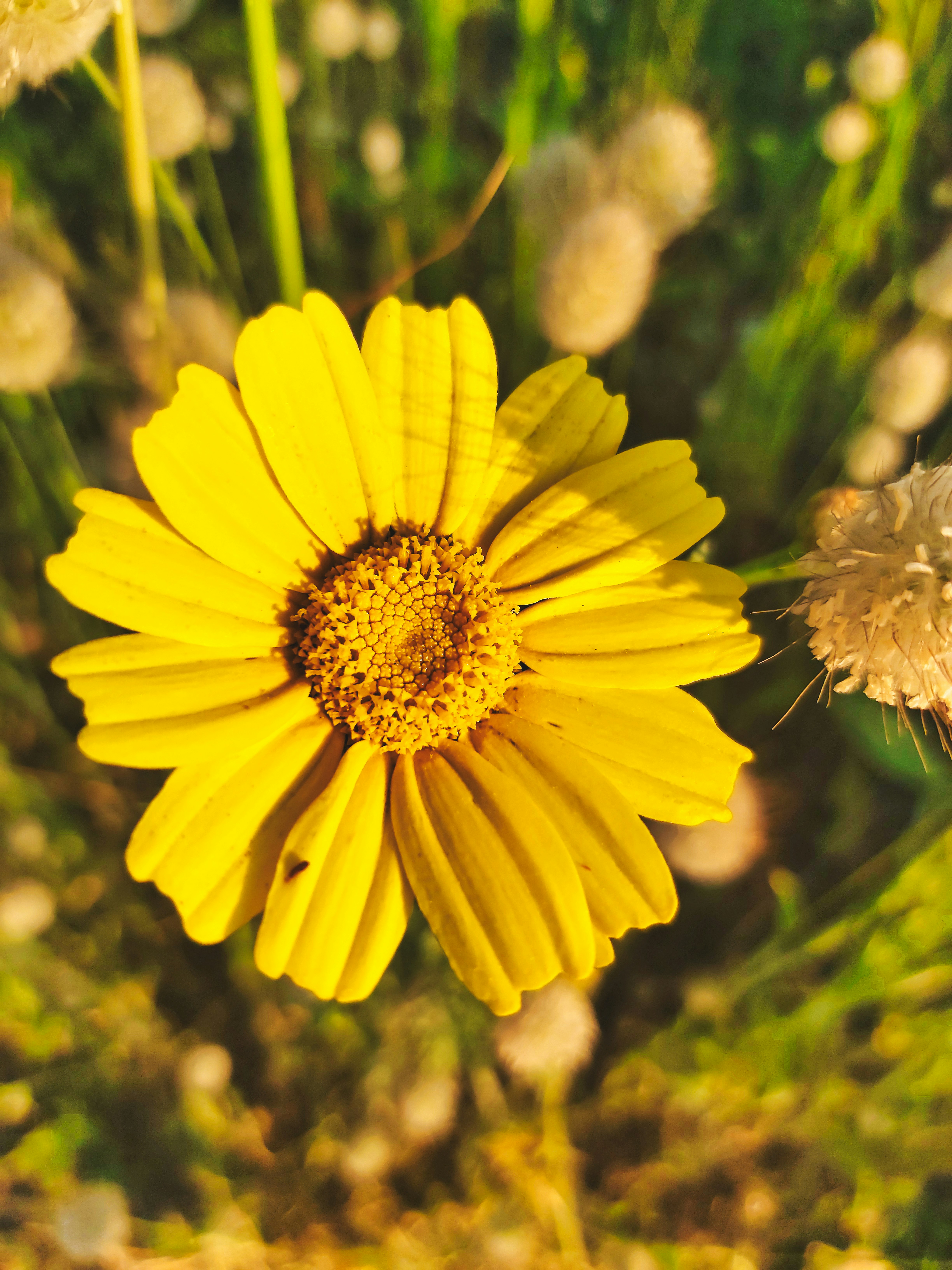 Girasol amarillo en lente de cambio de inclinación
