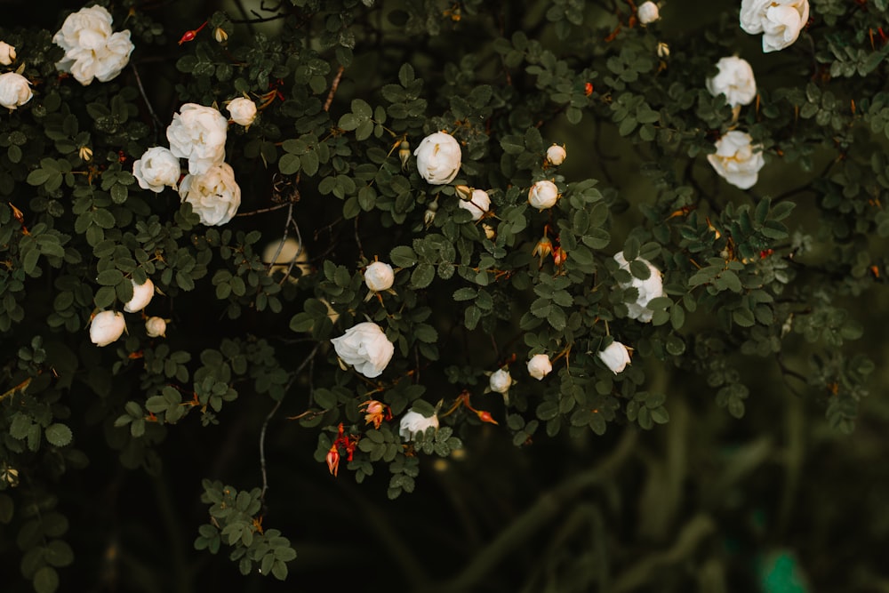 white flowers with green leaves