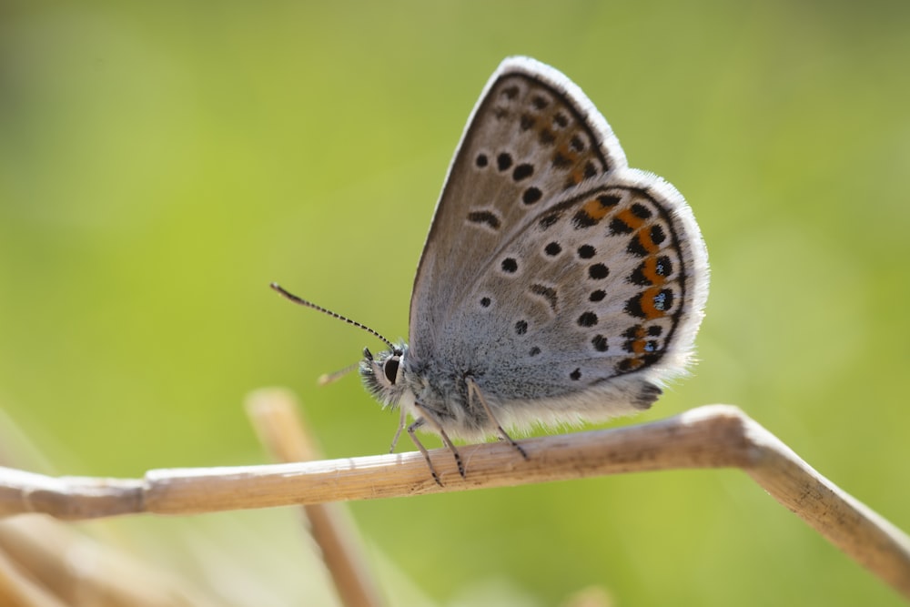 brown and white butterfly on brown stick