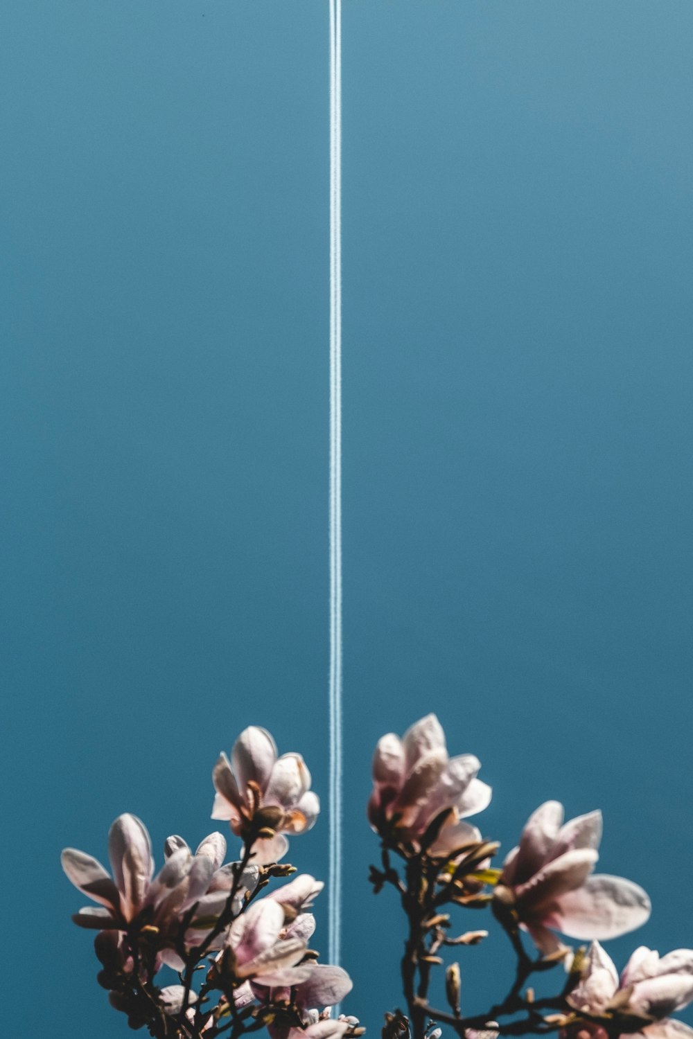 pink flower petals on white wire