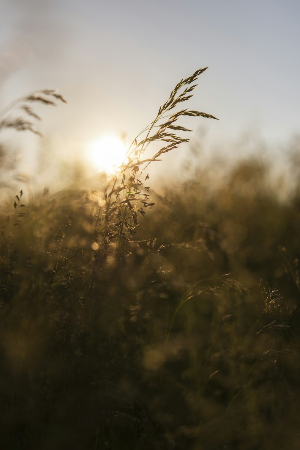 green grass field during daytime