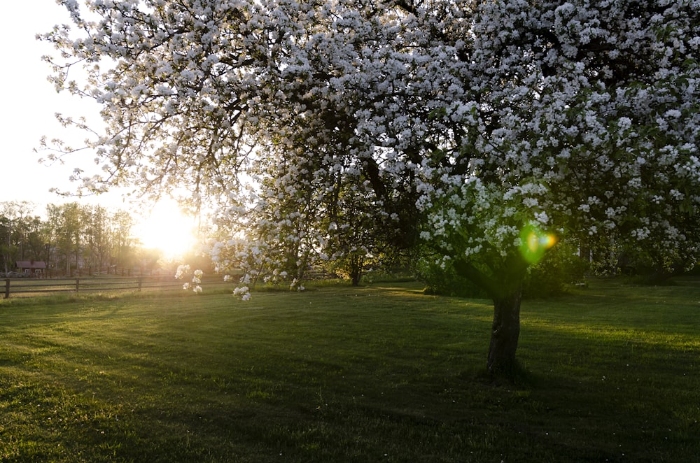 campo di erba verde con alberi durante il giorno