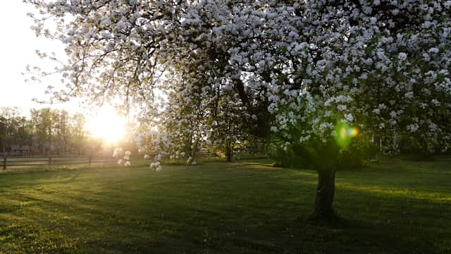 Apple Tree