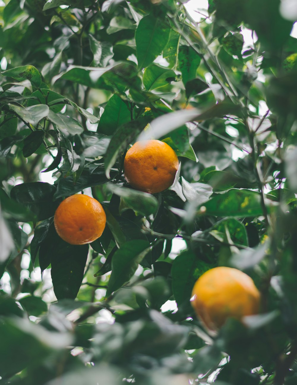 orange fruit on green leaves