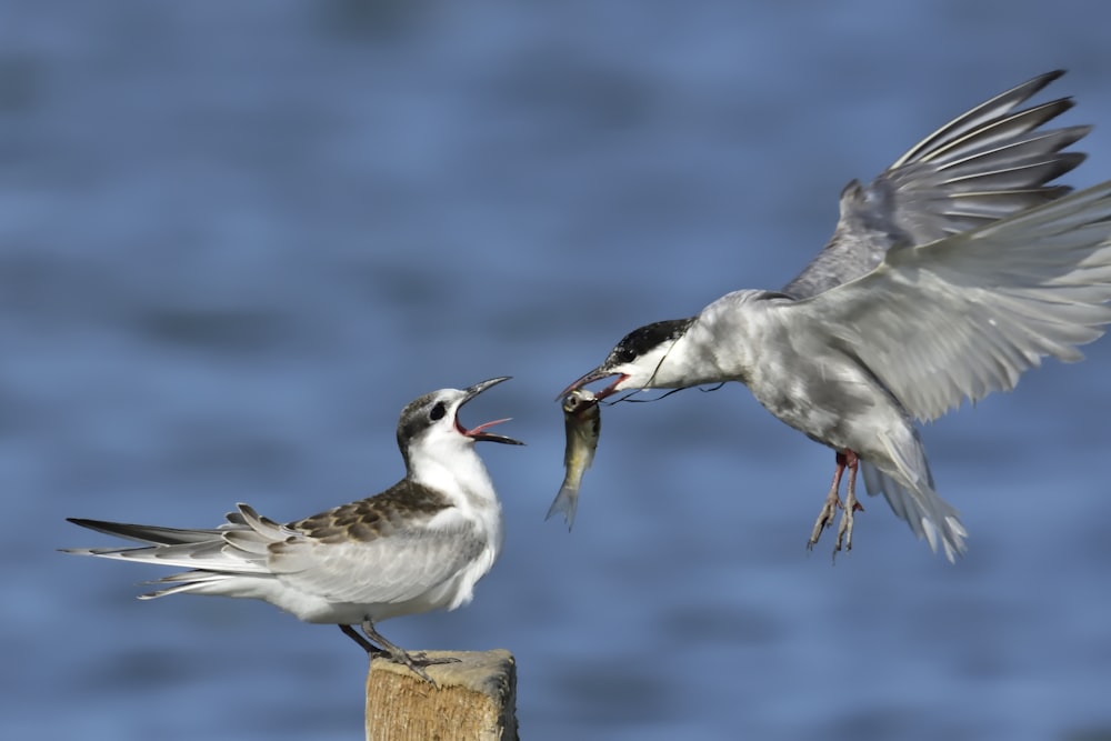 white and gray bird on brown wooden post during daytime