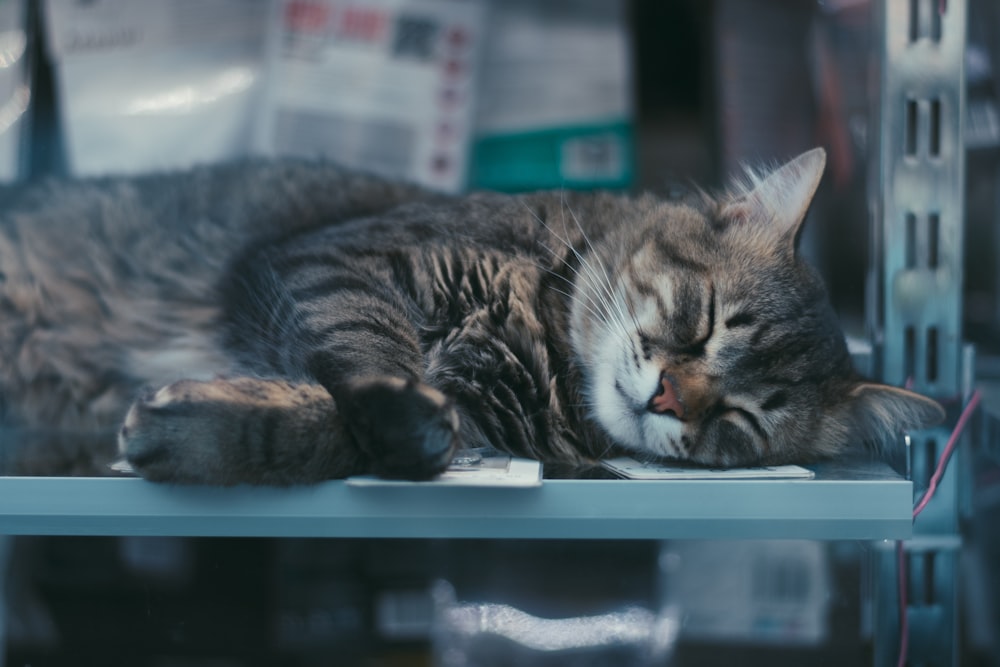 brown tabby cat lying on white shelf