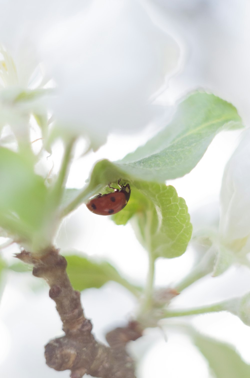 coccinella rossa appollaiata su foglia verde in primo piano fotografia durante il giorno