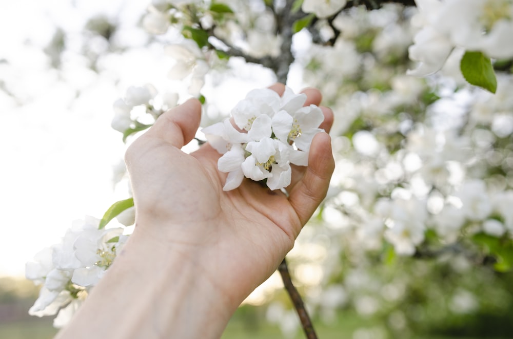 white cherry blossom in bloom during daytime