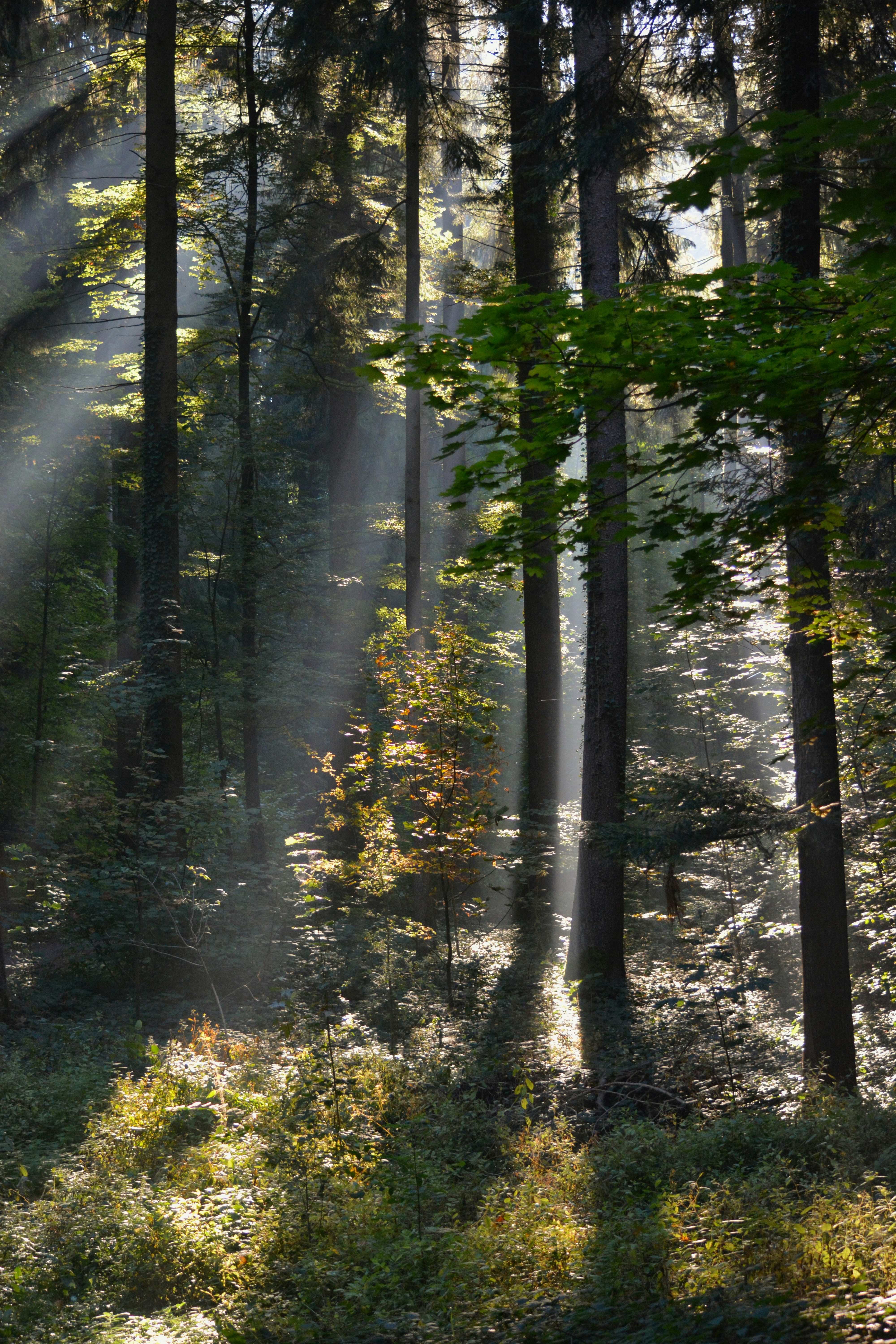 Photo by pedrino5_official