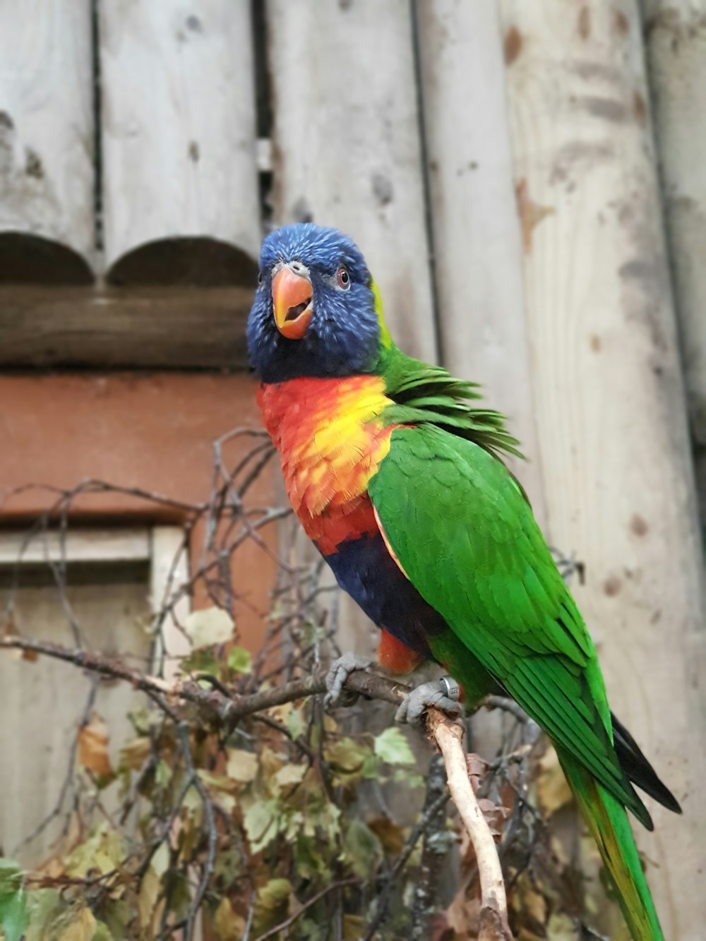 green yellow and blue bird on brown tree branch