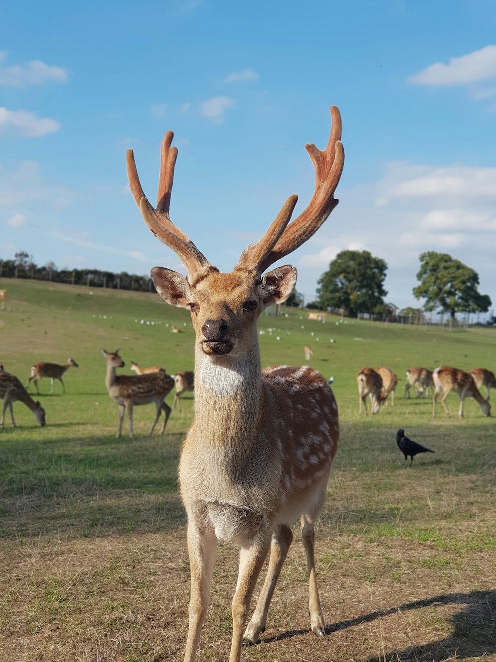 brown deer on green grass field during daytime