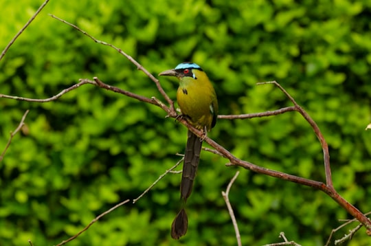 green and blue bird on tree branch during daytime in Manizales Colombia