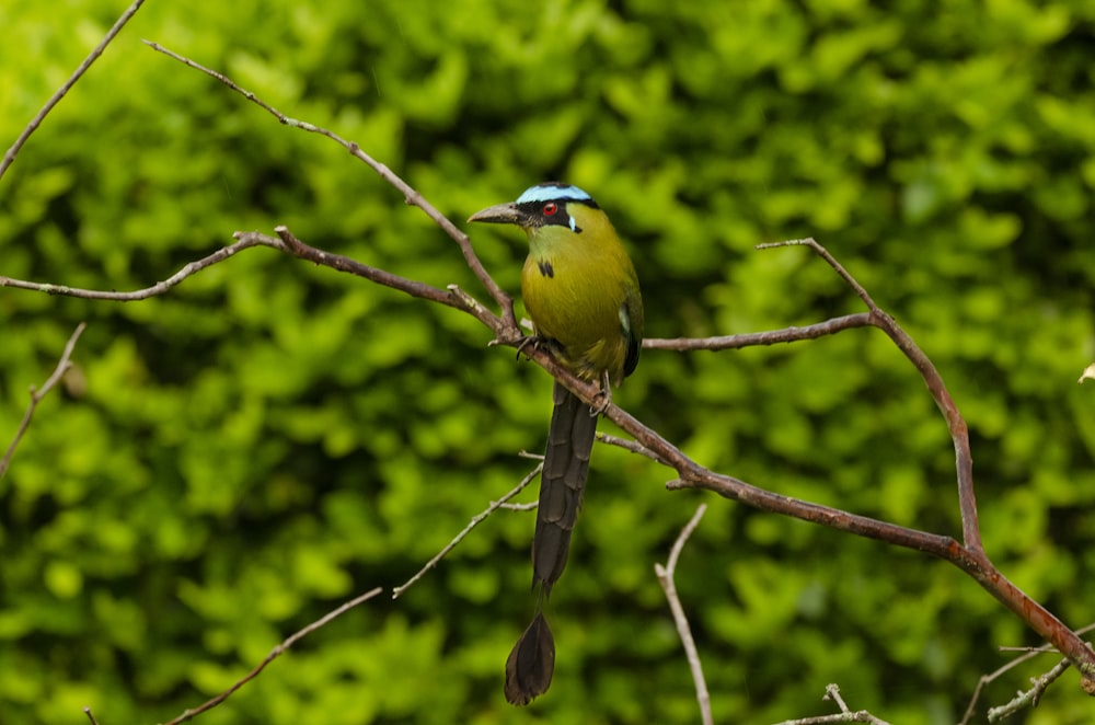 green and blue bird on tree branch during daytime