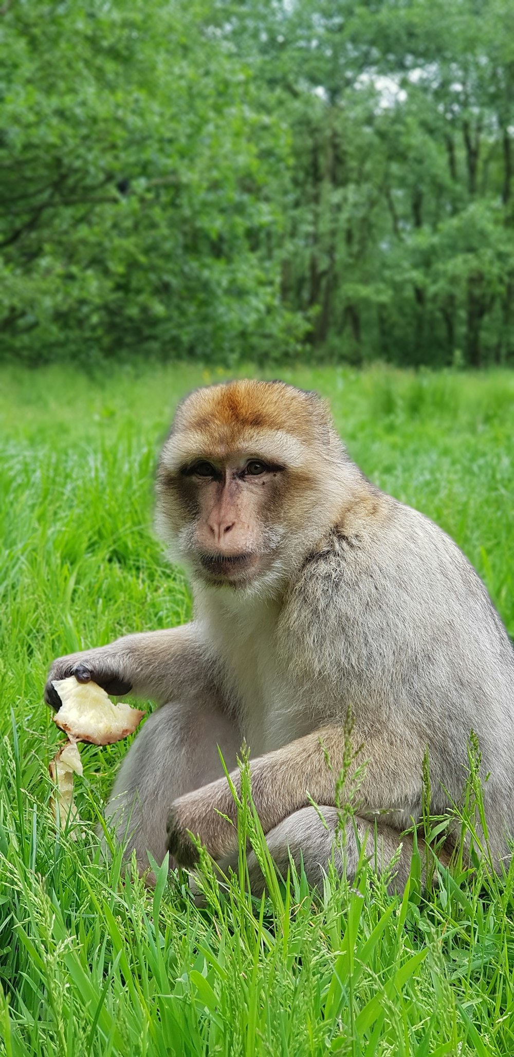 brown monkey eating banana on green grass during daytime