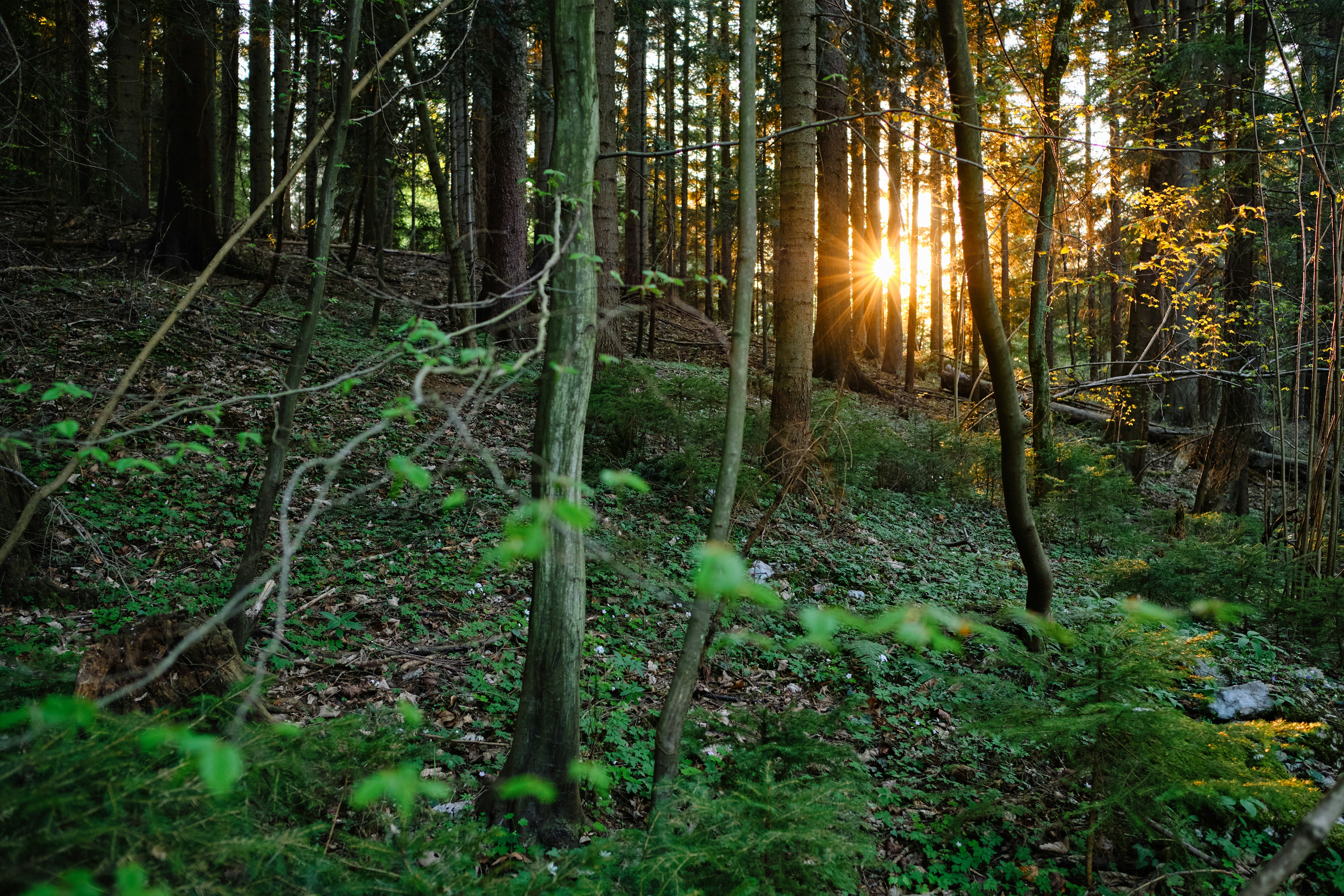 Photo by kristjankotar