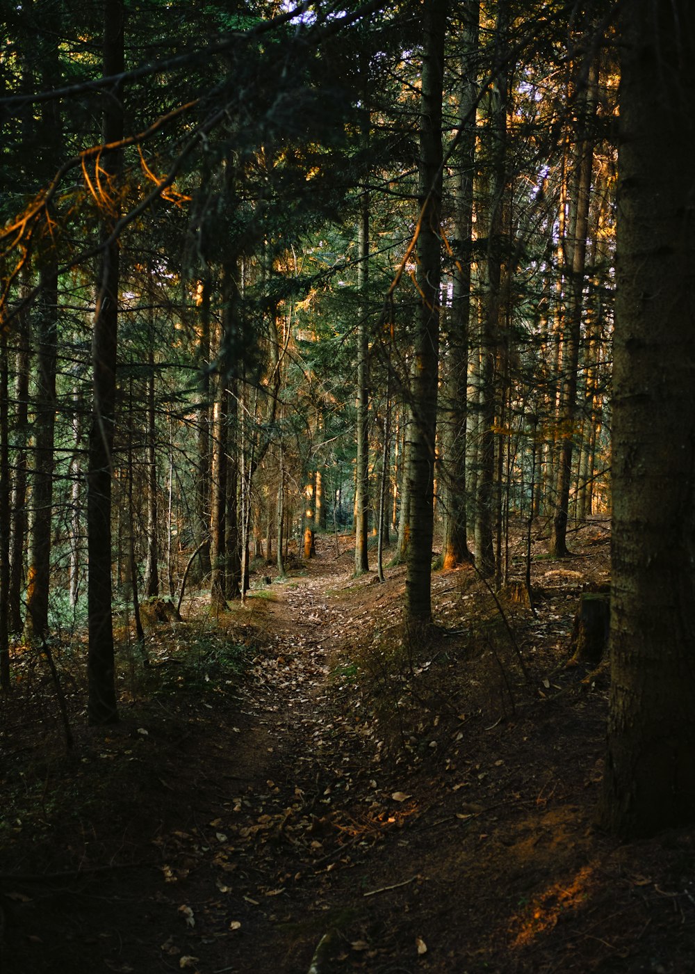 brown trees on forest during daytime