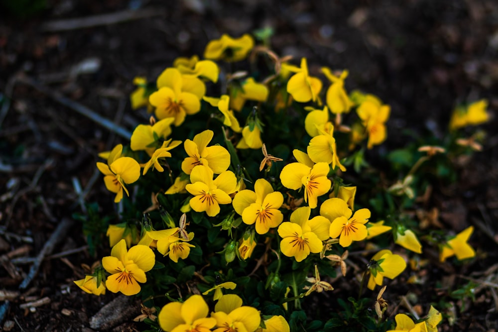 yellow flowers on brown soil