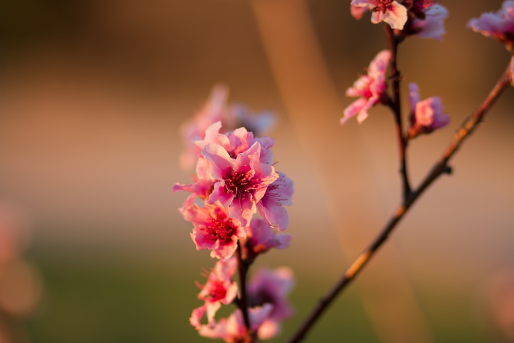 pink flower in tilt shift lens