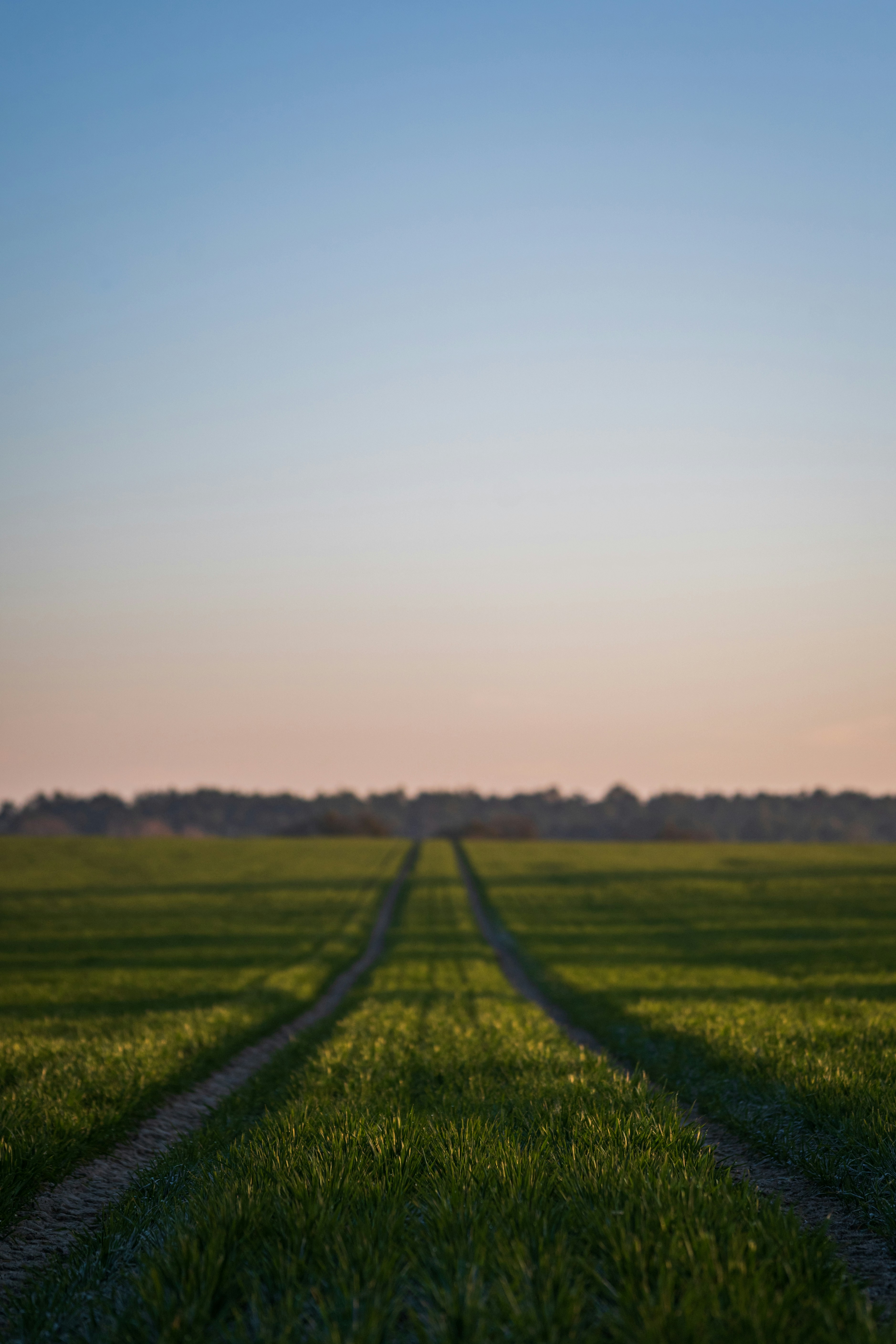 campo di erba verde sotto il cielo bianco durante il giorno