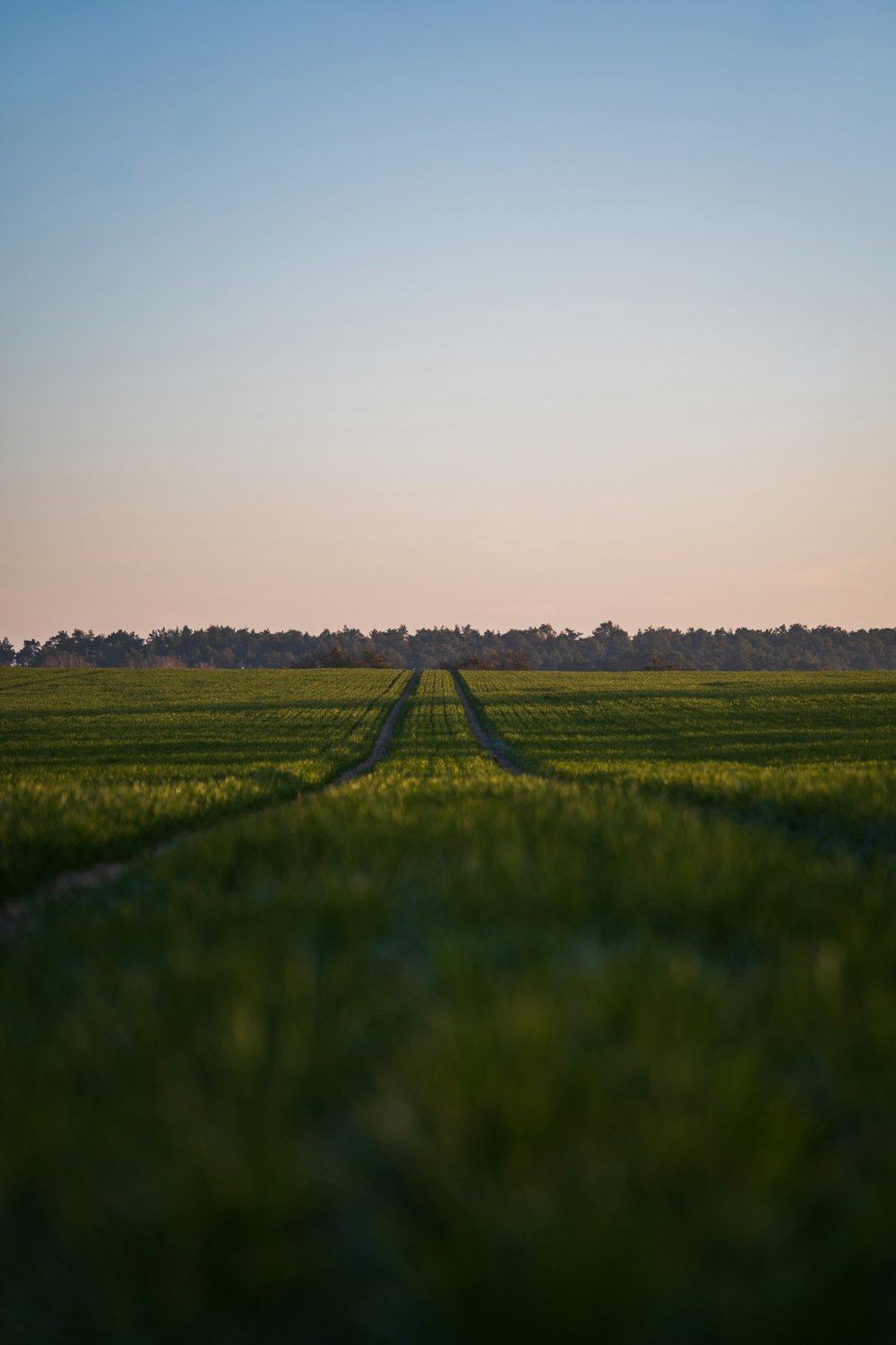 Grünes Grasfeld unter weißem Himmel tagsüber