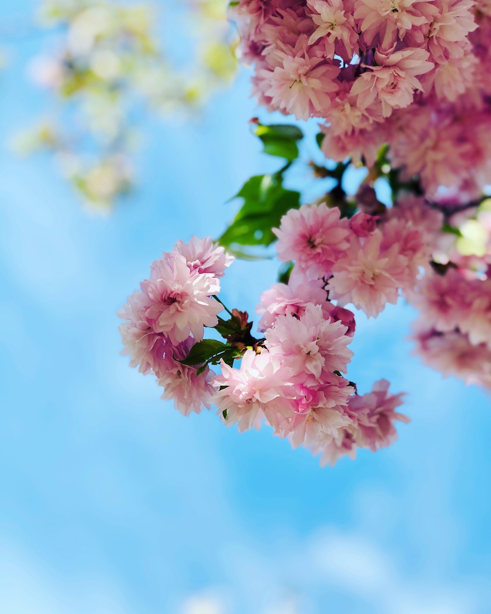 pink and white flower under blue sky during daytime