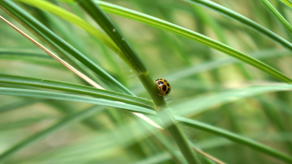 orange and black ladybug on green grass during daytime