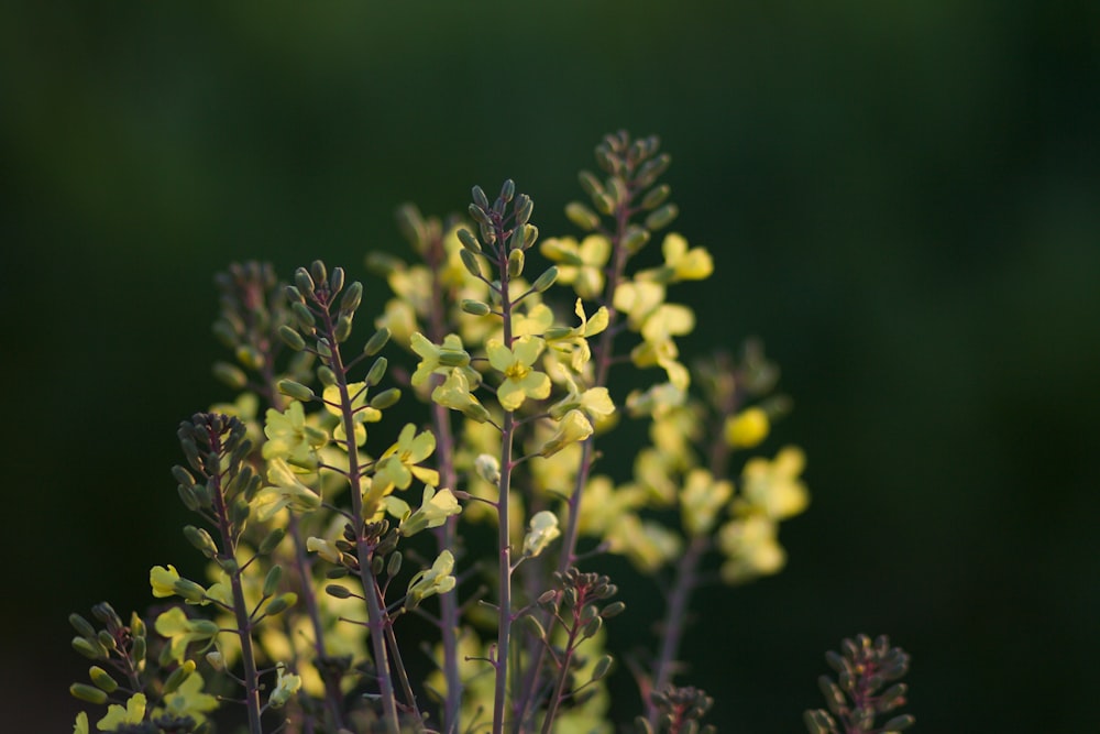 yellow flower buds in tilt shift lens