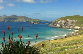 red flowers on seashore near green mountain under blue sky during daytime