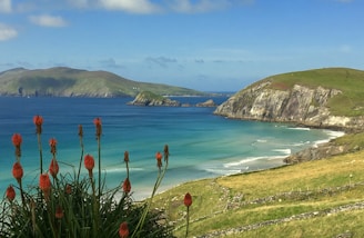 red flowers on seashore near green mountain under blue sky during daytime