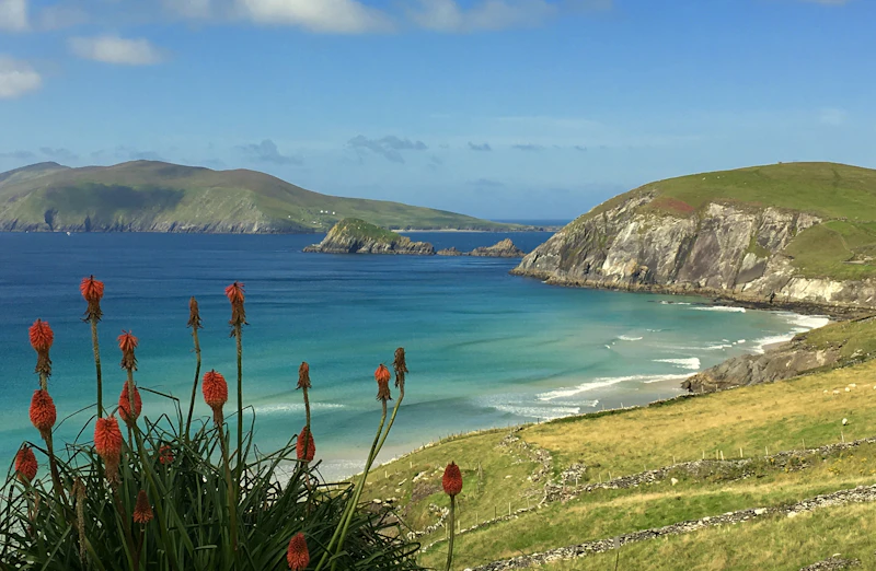 Best Pet-Friendly Cafes in Dingle Where Your Dog Is as Welcome as You