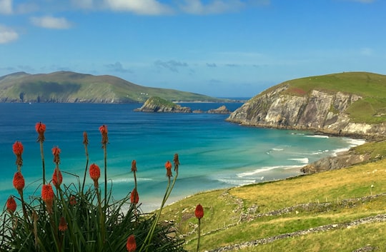 red flowers on seashore near green mountain under blue sky during daytime in Dingle Peninsula Ireland