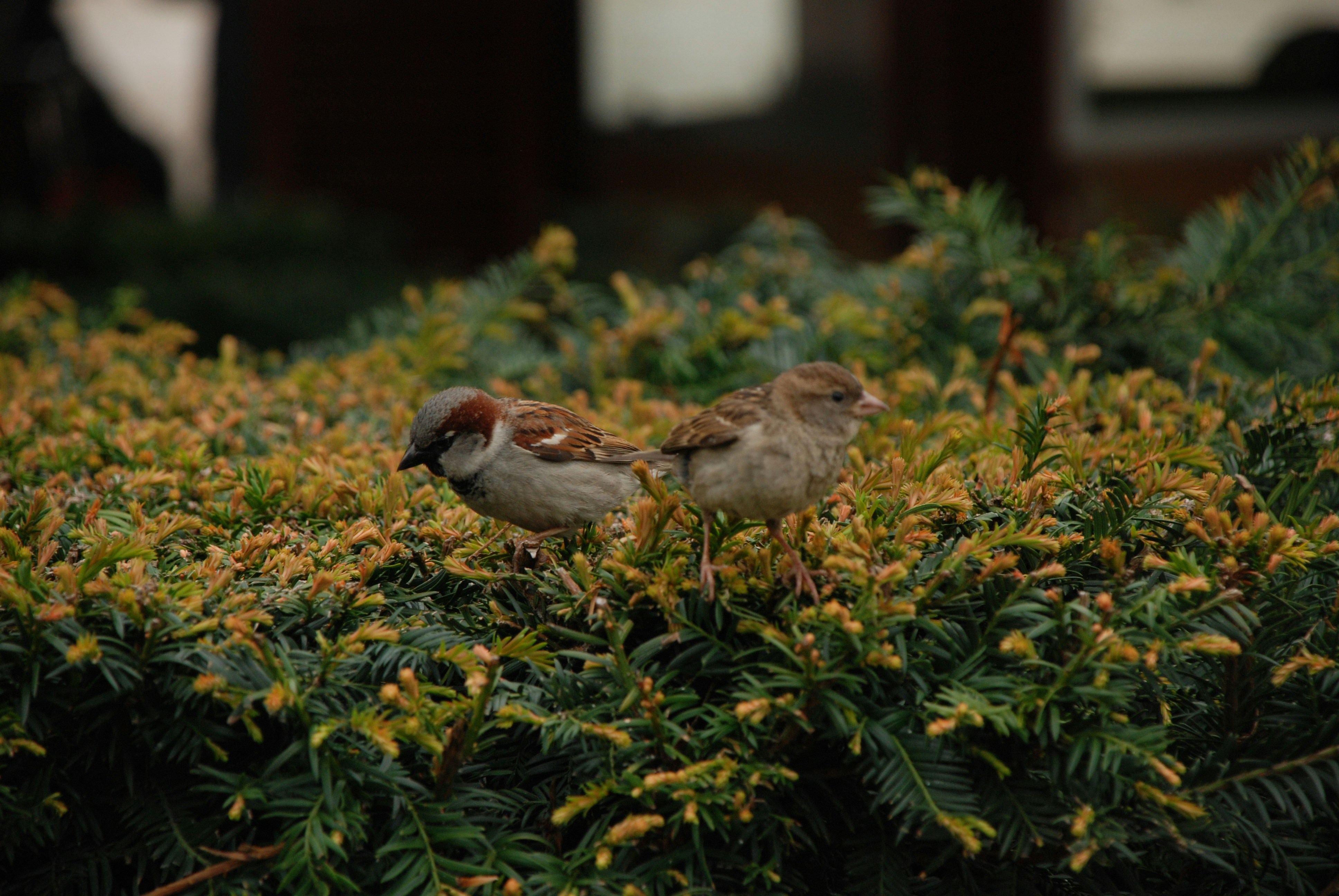 two brown birds on green grass during daytime
