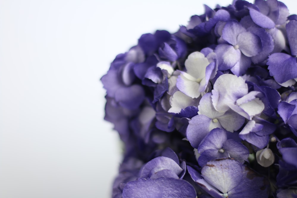 purple flower in white background