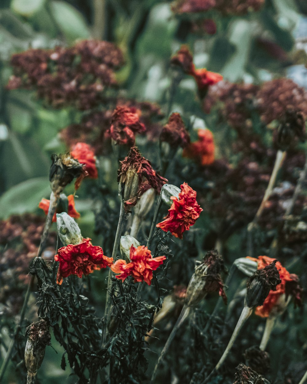 red flowers with green leaves