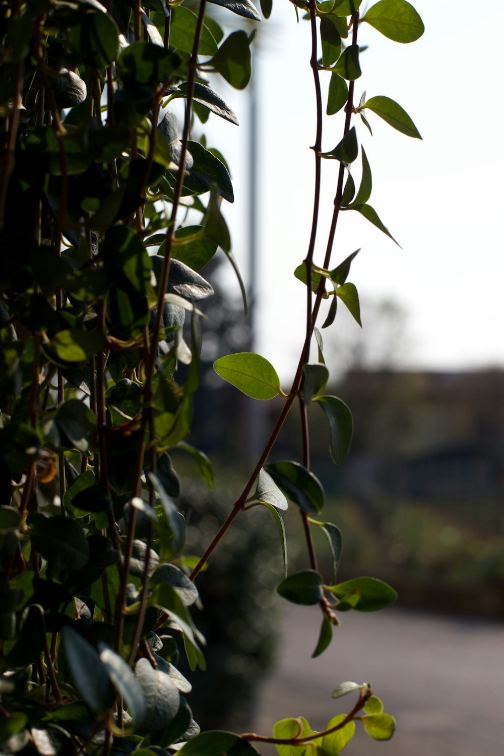 green plant with water droplets