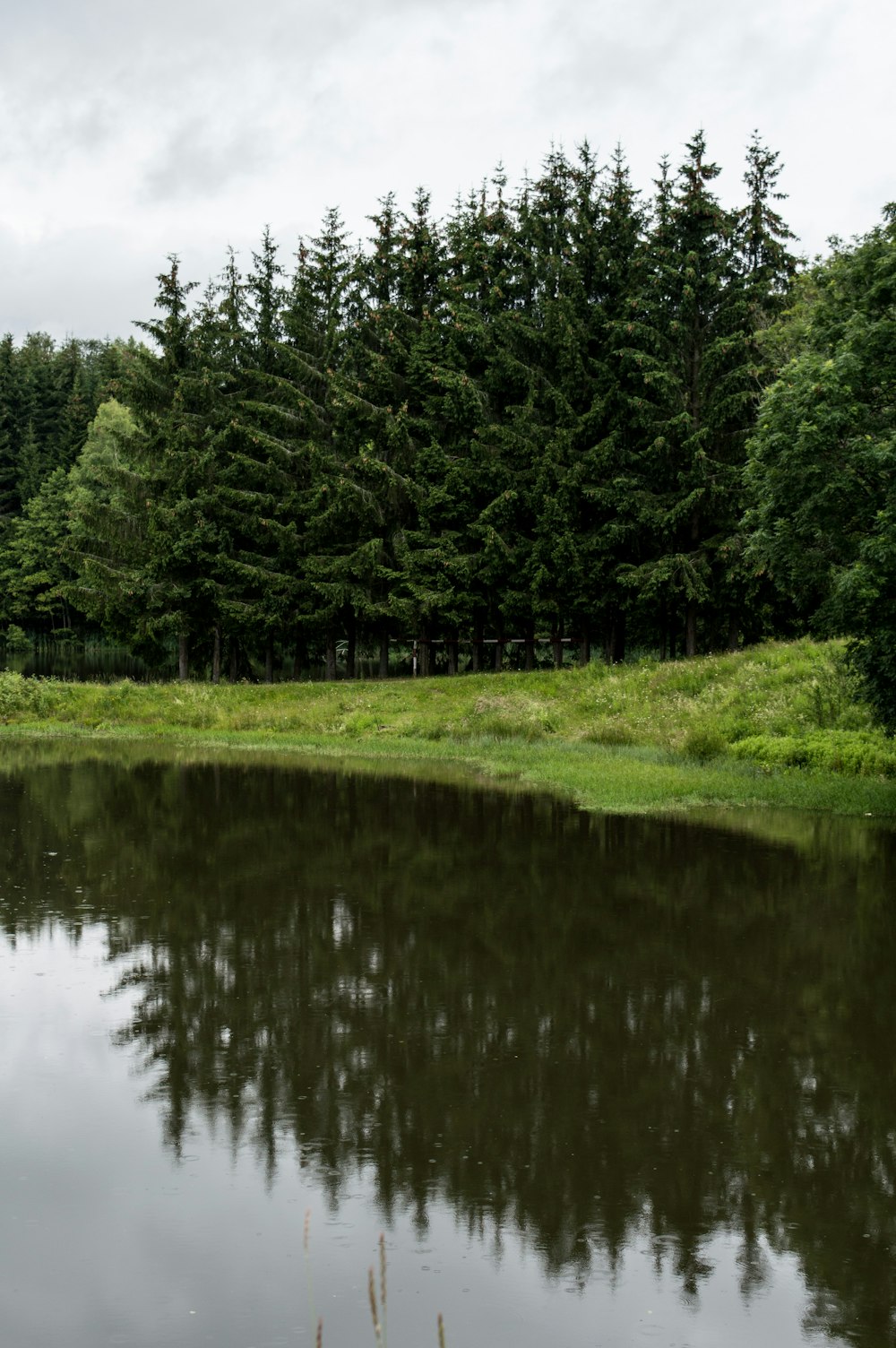 green grass field near lake