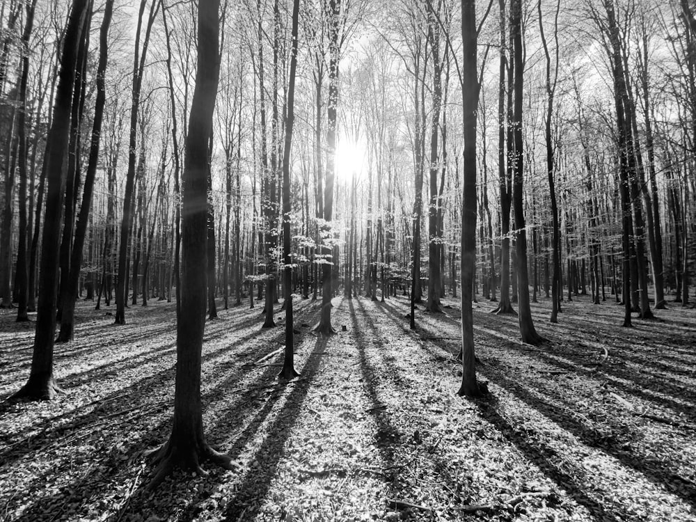 foto in scala di grigi di alberi e piante