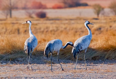 2 gray birds on brown grass field during daytime