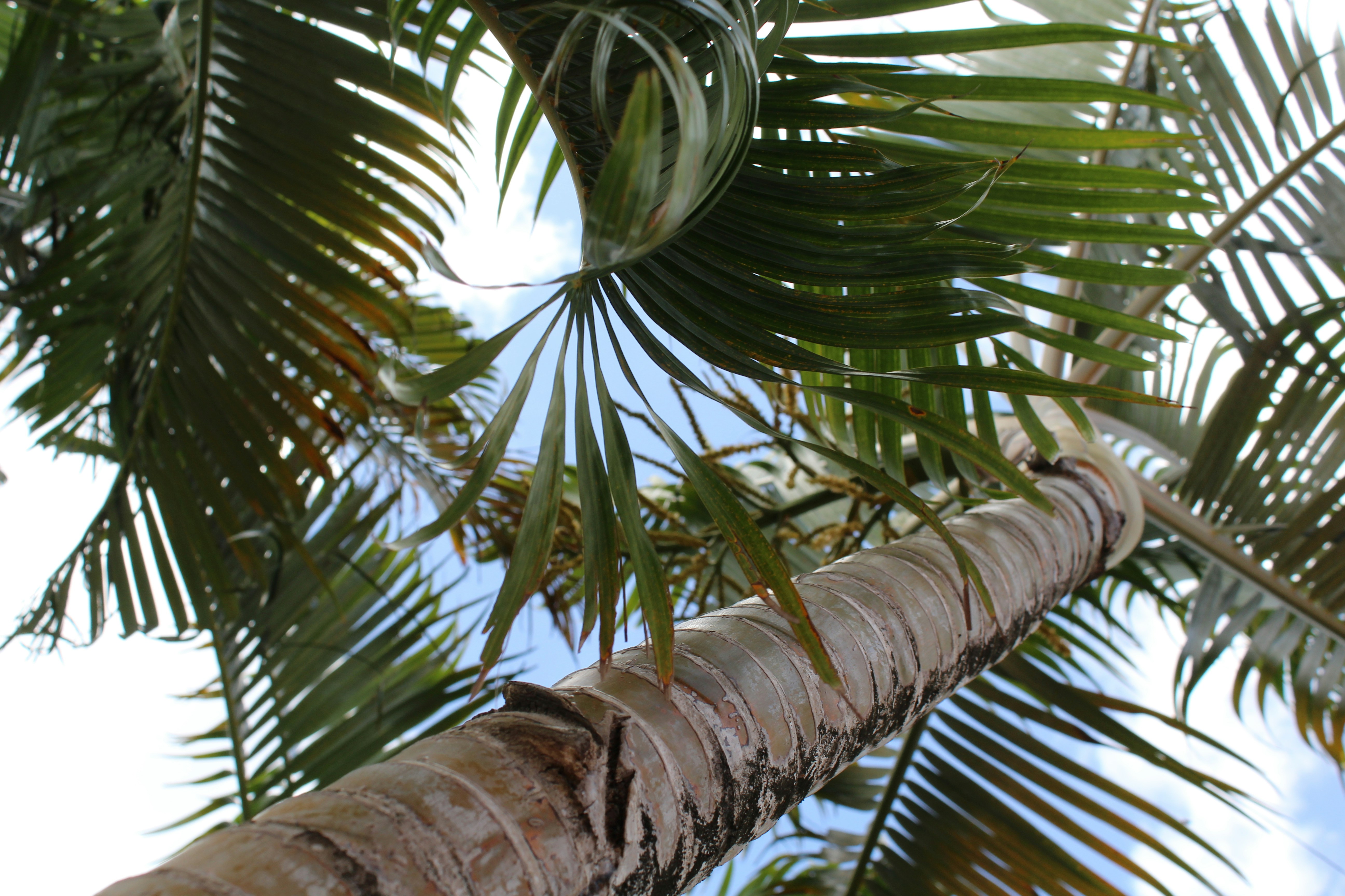 green palm tree during daytime st. lucia teams background