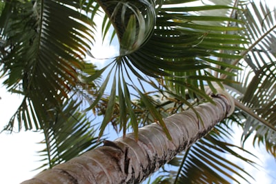 green palm tree during daytime st. lucia zoom background
