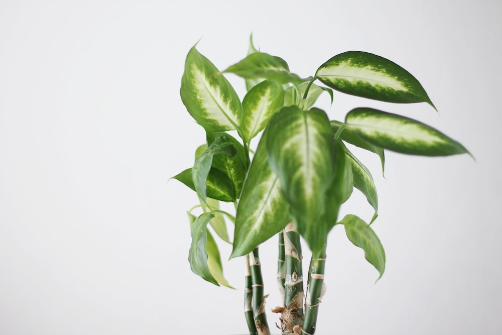 green leaves on white background