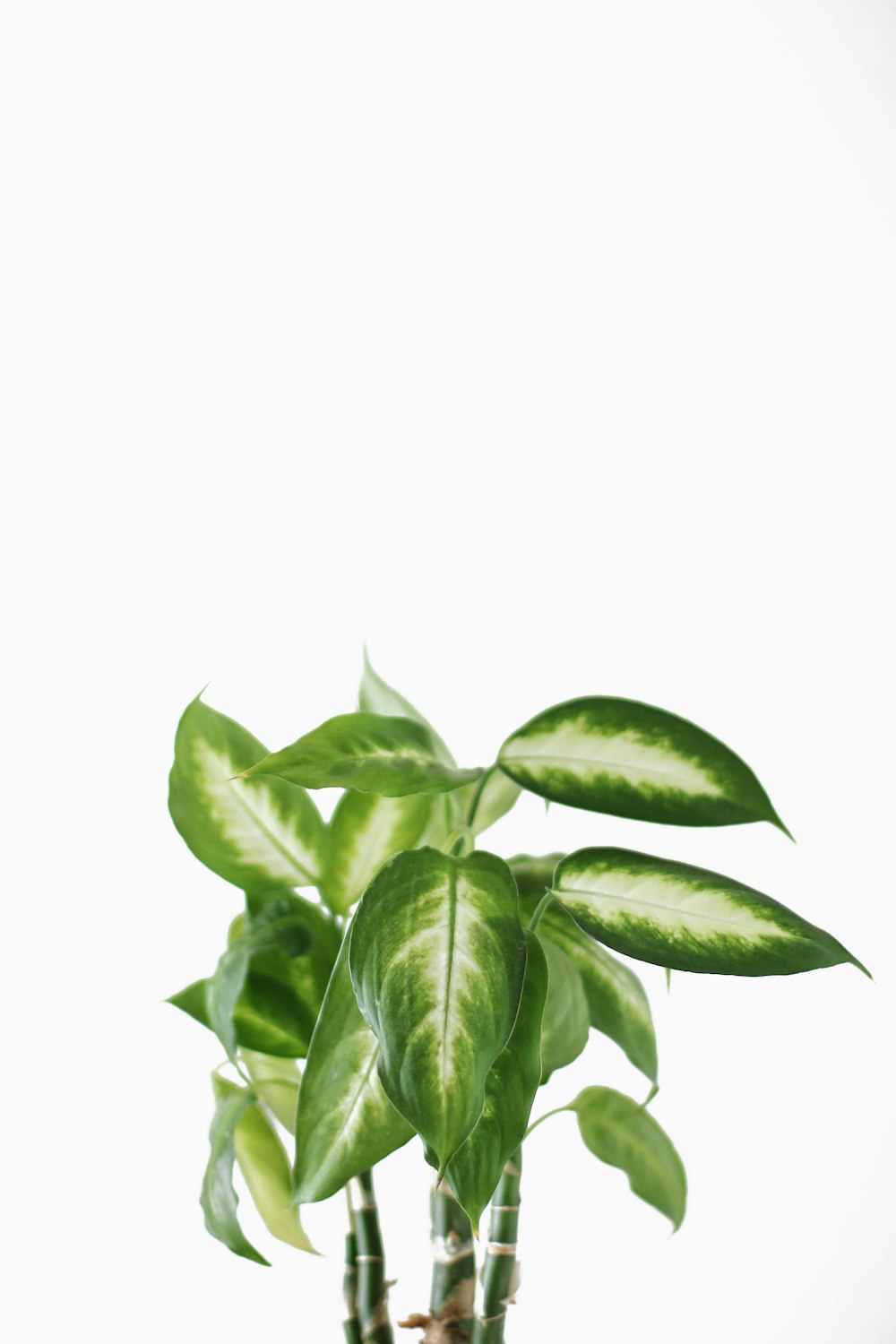 green leaves on white background