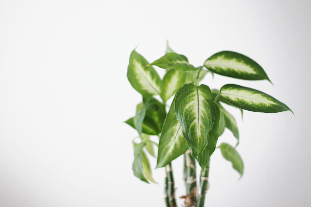 green leaves on white background