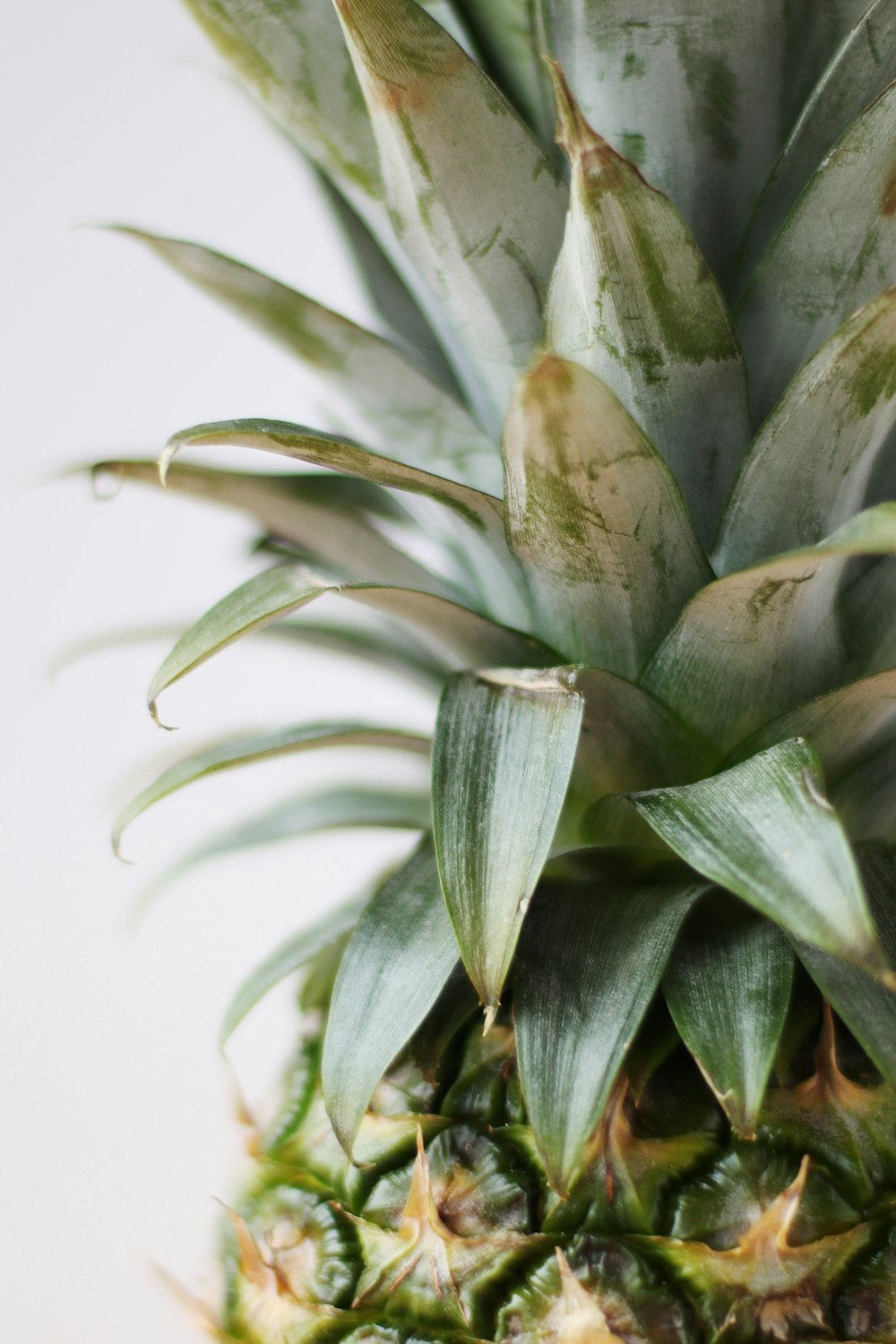 green pineapple fruit in close up photography