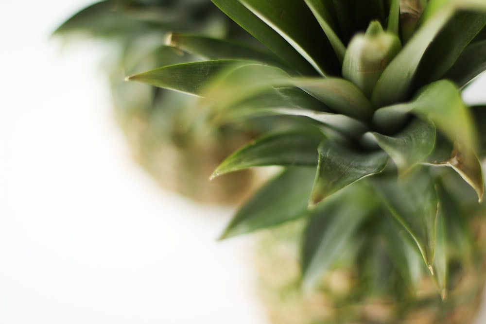 green plant in close up photography