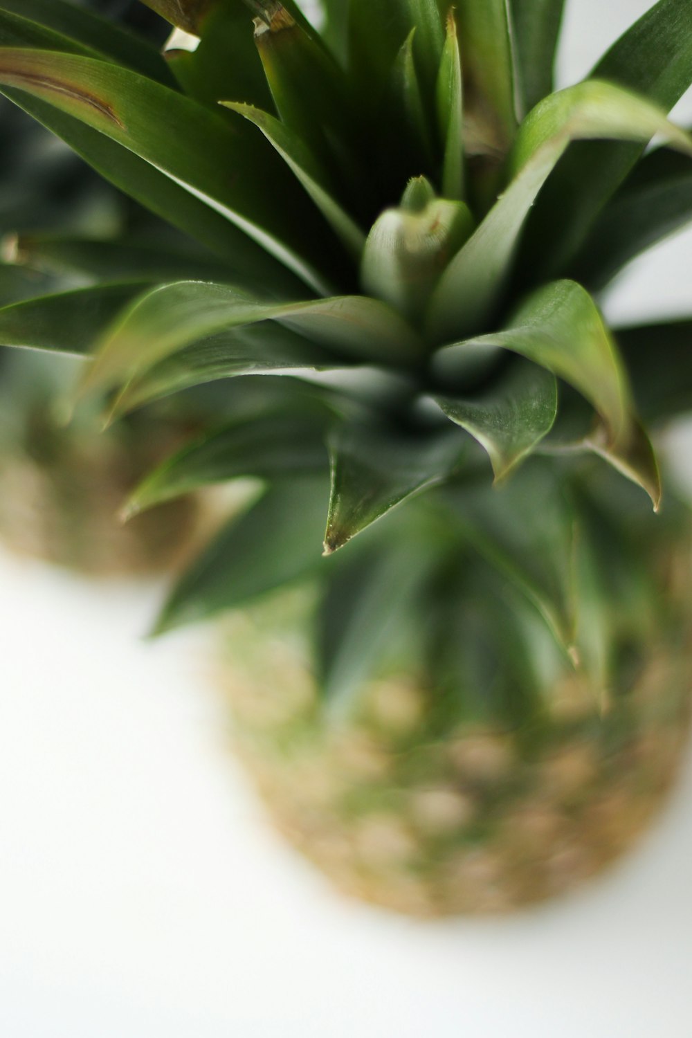 green plant in brown wicker basket