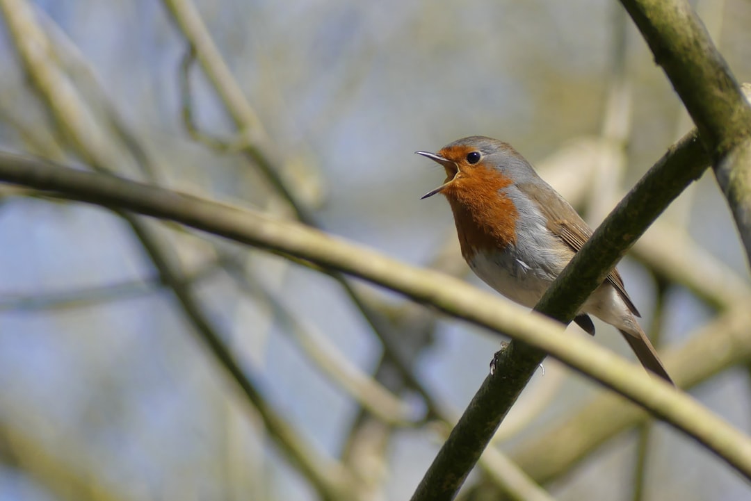 Wildlife photo spot Yarrow Valley Country Park West Yorkshire