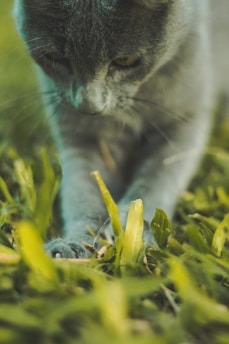 A close-up view of a gray cat focusing intently, with its paw nestled gently among vibrant green grass. The cat's fur has a soft texture, and the grass is lush and fresh, creating a serene natural setting.