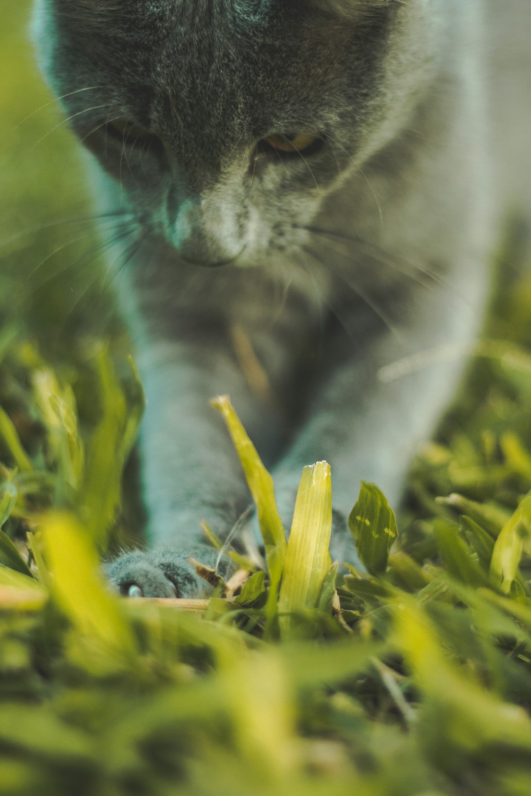 russian blue cat on green grass
