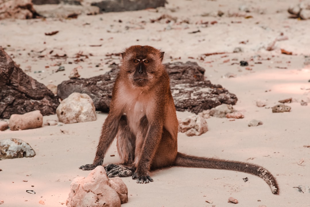 Wildlife photo spot Monkey Beach Phi Phi Islands